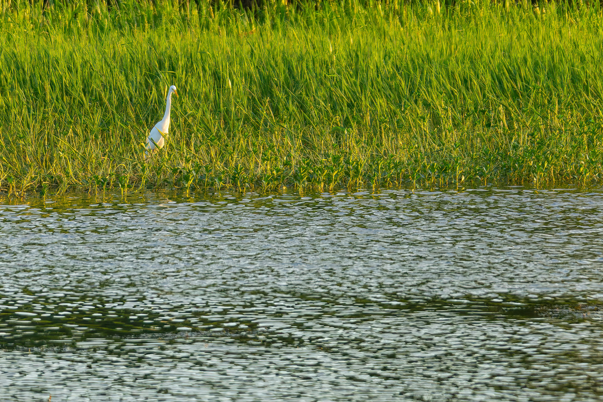 Kakadu National Park - Bootstour im Yellow Water Billabong - Silberreiher modesta
